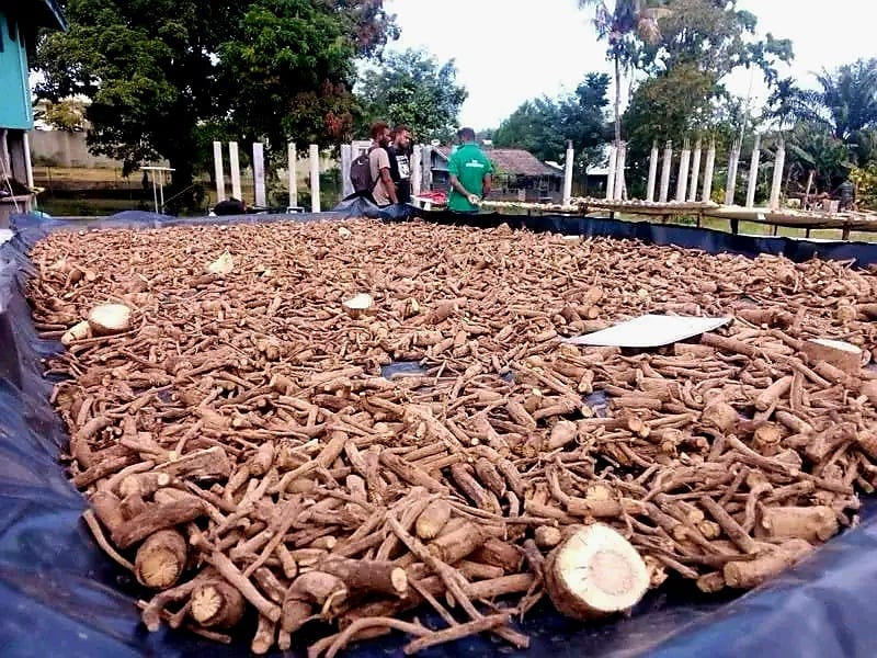 Kava Farmers in Malaita Praised Bulkshop for Opening it's Market door in Auki.